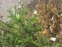 IMG 0258