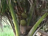 IMG 0386