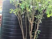 IMG 0433