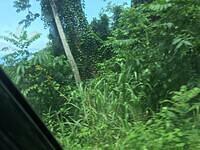 IMG 0537