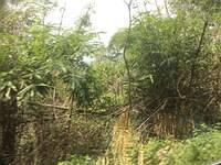 IMG 0541