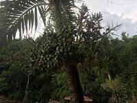 IMG 0723