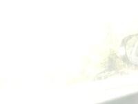 IMG 0734