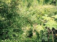 IMG 6171(1)