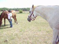 Picture 098
